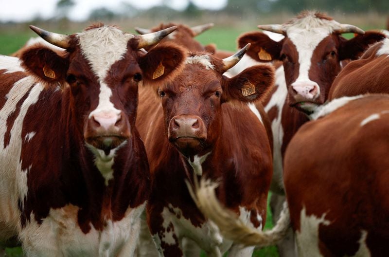 Image for France sees sharp drop in lumpy skin disease outbreaks in livestock