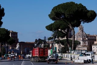 Image for Rome cuts down ageing pines along avenue leading to Colosseum