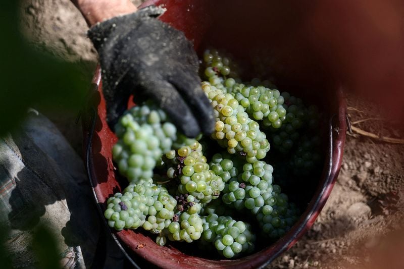 Image for France trims wine output estimate after summer heatwave