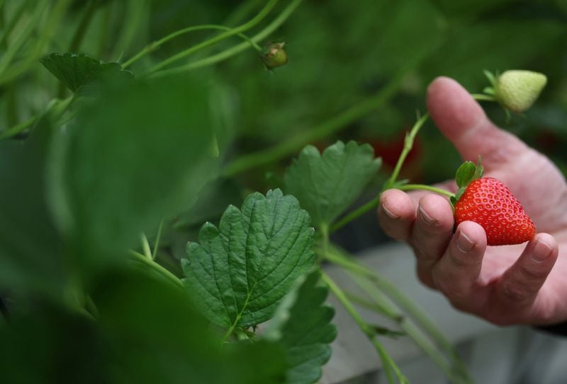 Image for Britain's sunny spring brings a bumper strawberry crop
