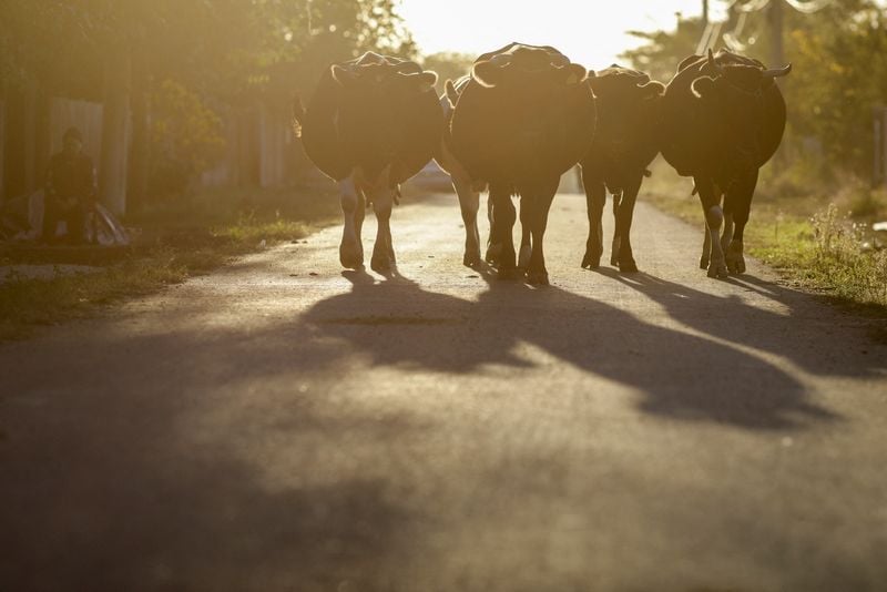 Image for Romania reports bluetongue outbreak in cattle, WOAH agency says