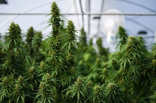 Image for Cannabis shows little benefit for most mental disorders, data review finds