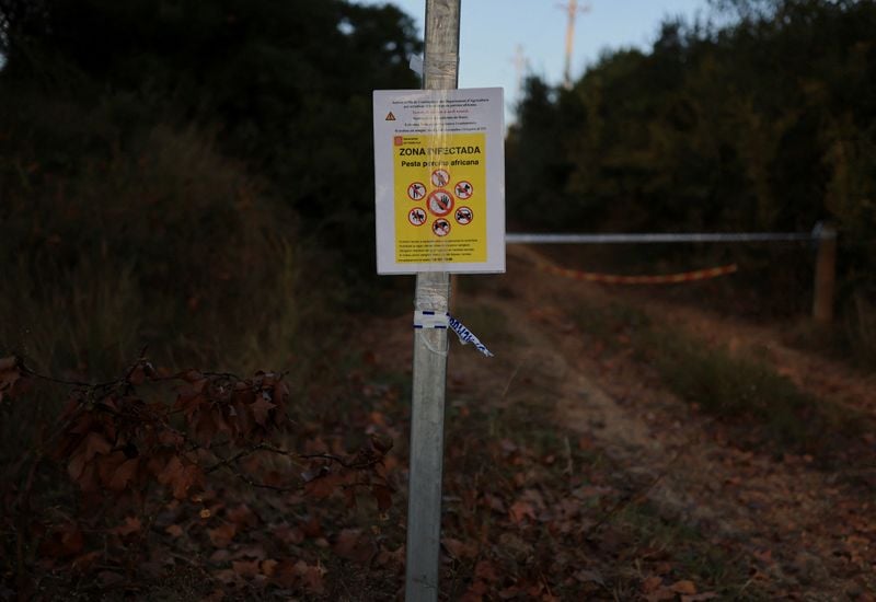 Image for Spain to resume pork exports to China from regions unaffected by swine fever outbreak