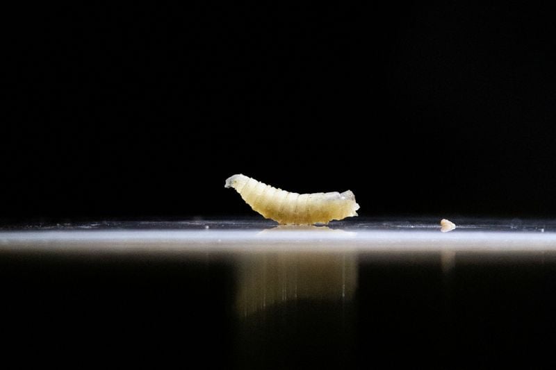 Image for Exclusive-U.S. confirms nation's first travel-associated human screwworm case connected to Central American outbreak