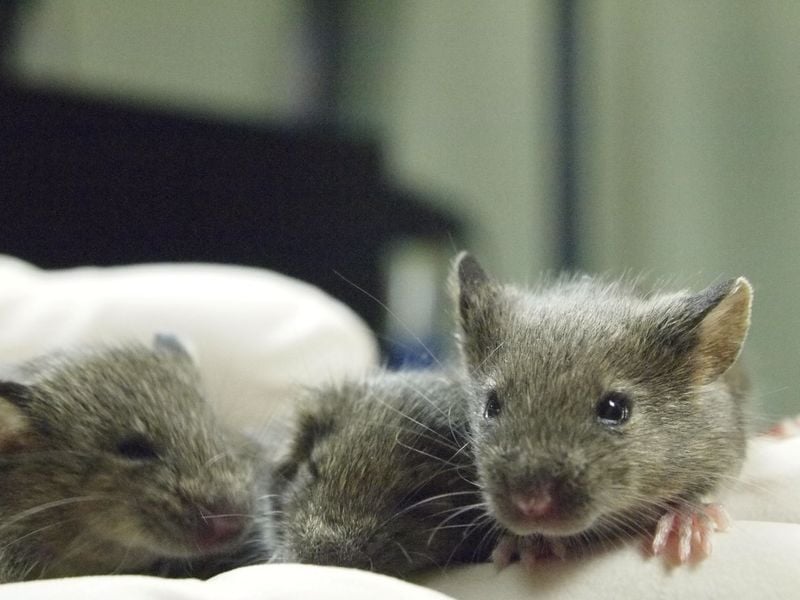 Image for Mouse study shows repeated cloning causes grave genetic mutations