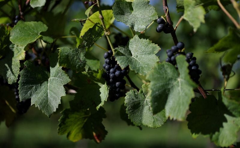 Image for English winemakers hope for export boost as they toast warmest summer