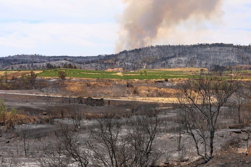 Image for As blazes spread, French winemakers rue loss of 'fire break' vineyards