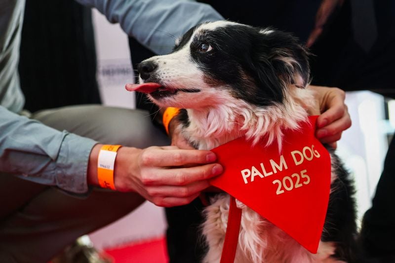 Image for Icelandic sheepdog named Panda claims Palm Dog's top prize at Cannes