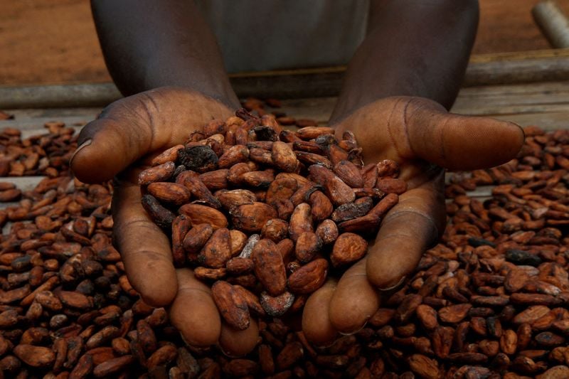 Image for Small Ivory Coast cocoa firms say EU deforestation rules might bankrupt them
