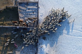 Image for Russia says multiple cattle illnesses are complicating Siberian outbreak