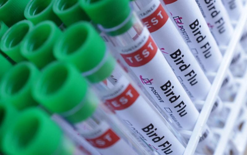 Image for Mandatory bird housing imposed in Ireland after bird flu outbreak