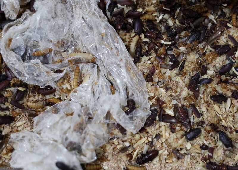 Image for Serbian scientists experiment with mealworms to degrade polystyrene