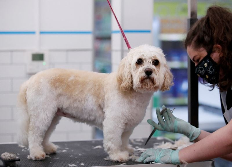 Image for Pets at Home backs annual profit outlook; quarterly revenue drops on price cuts