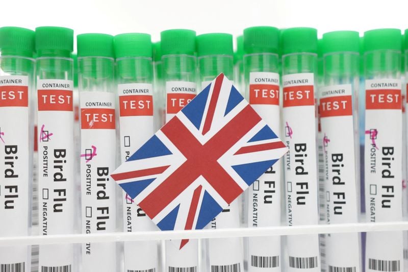 Image for UK confirms H5N1 bird flu outbreak in southwestern England