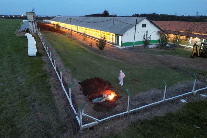 Image for Factbox-Which countries restrict Brazilian chicken imports over bird flu?