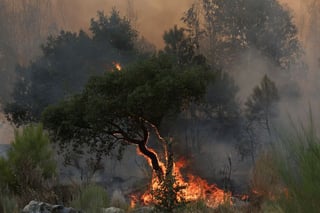 Image for Europe dangerously unprepared for worsening wildfires, report says