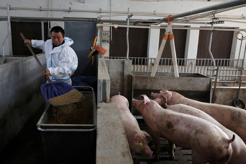 Image for Chinese pigs fed new menu as Beijing weans farmers off US soy