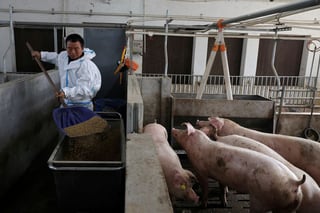 Image for Chinese pigs fed new menu as Beijing weans farmers off US soy