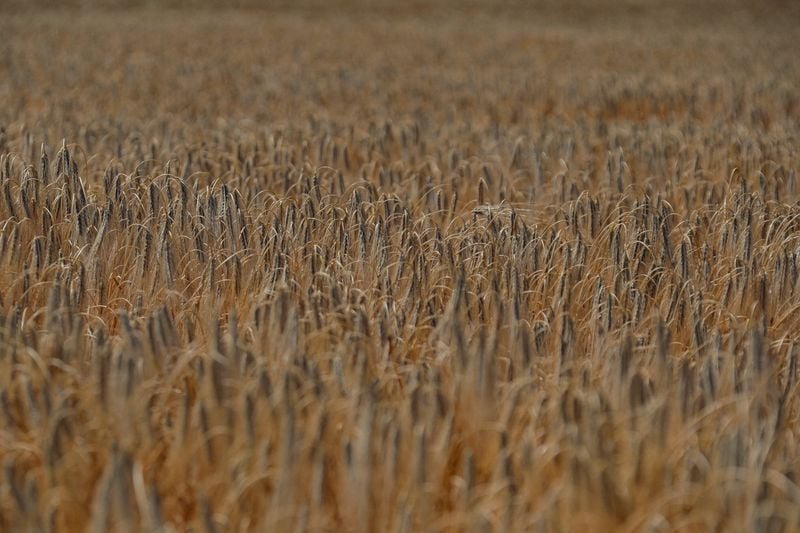 Image for Ukraine farming union flags rising barley exports to China