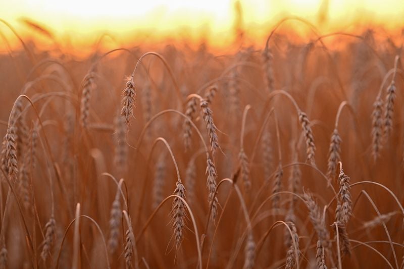 Image for Russian government cuts wheat export tax to zero, IFX reports