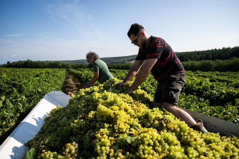 Image for European wine may be left out of trade deal with U.S., lobby group says 