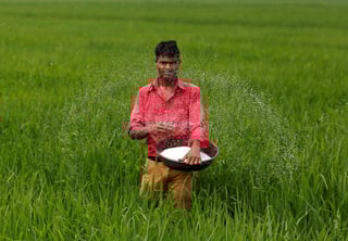 Image for India in talks with Russia, Belarus, Morocco to boost fertiliser imports, sources say