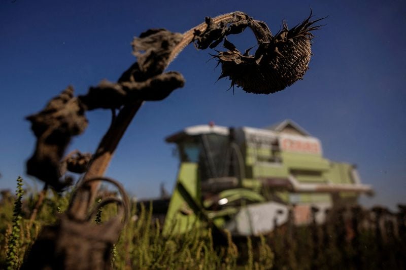 Image for Exclusive-Ukraine raises projection for winter wheat area, boosting export prospects