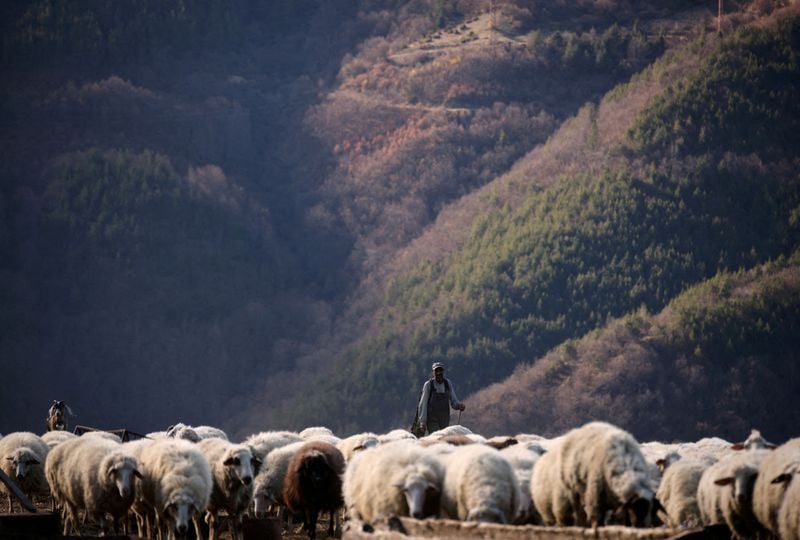 Image for Bulgaria reports bluetongue disease outbreak on sheep farm
