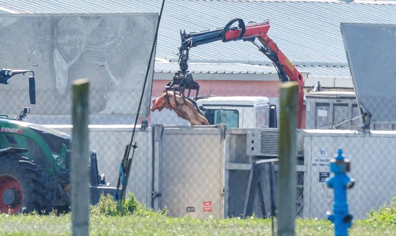 Image for Croatia to cull thousands of pigs to combat swine fever crisis