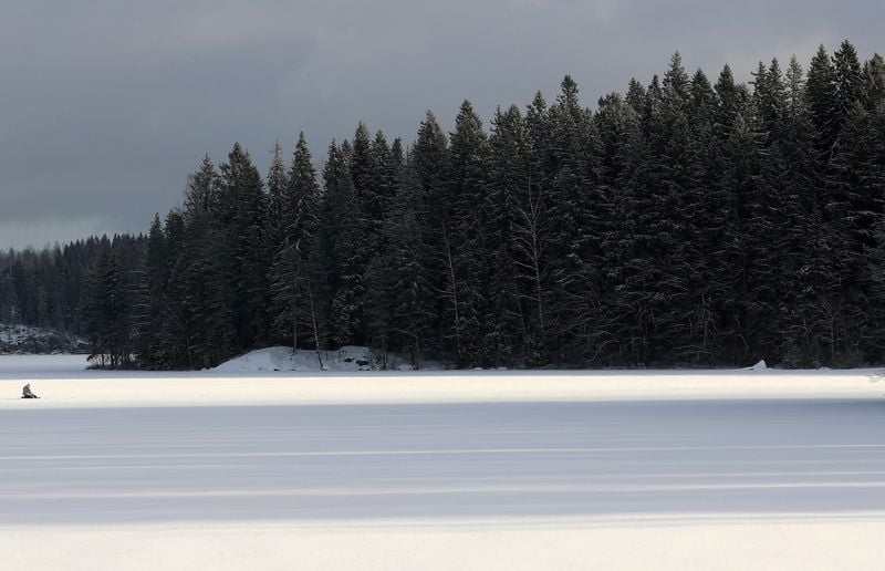 Image for Sweden and Finland urge revision of EU's forestry climate targets