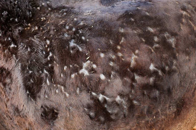 Image for Spain culls cattle to contain first outbreak of lumpy skin disease