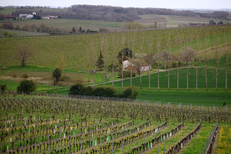 Image for French cognac producers to pay to rip out vines as demand sinks