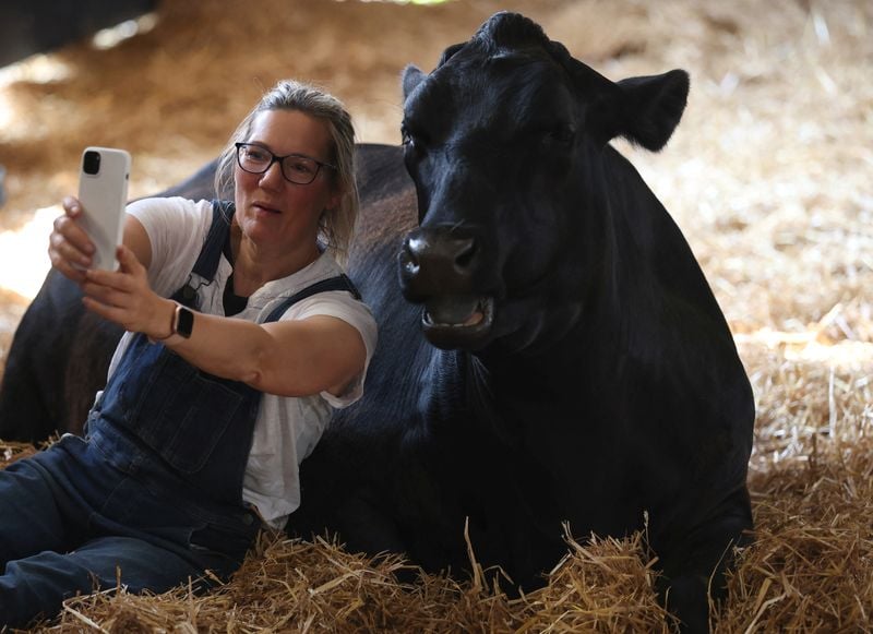 Image for UK farm swaps milk for cow cuddles as floods and food prices take their toll