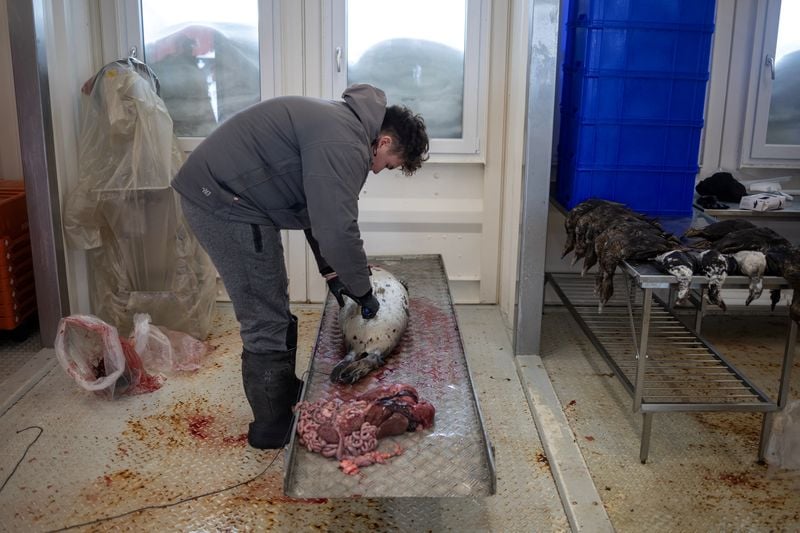 Image for Freezers full of seal meat: How Greenland's hunting culture helps emergency preparedness