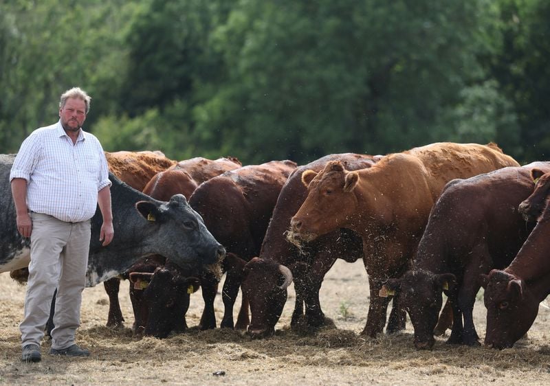 Image for Drought leaves UK beef farmers scrambling to feed hungry herds