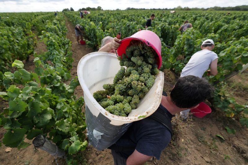 Image for France's 2025 wine output forecast at historic lows for second year