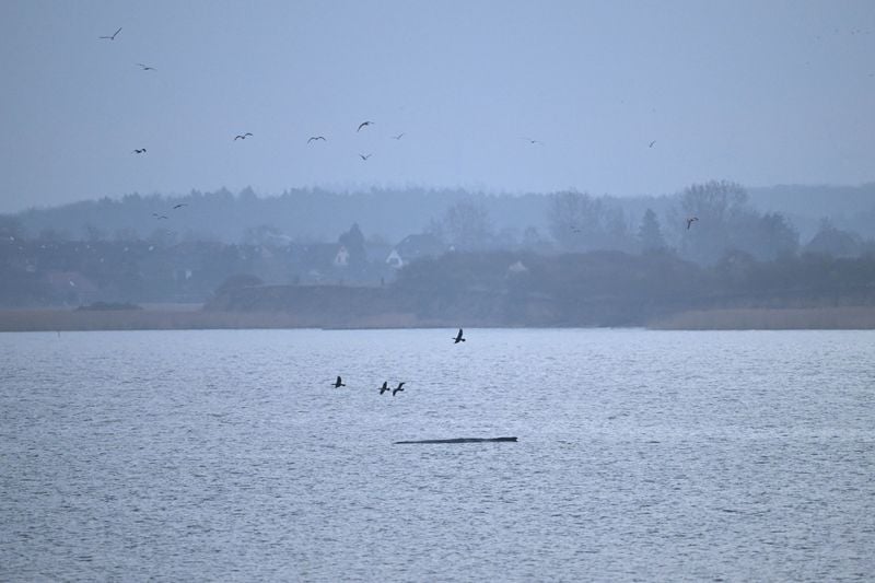 Image for Humpback whale 'Timmy' struggles to escape shallow waters off Germany
