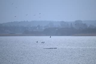 Image for Humpback whale 'Timmy' struggles to escape shallow waters off Germany
