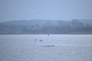 Image for Humpback whale 'Timmy' struggles to escape shallow waters off Germany