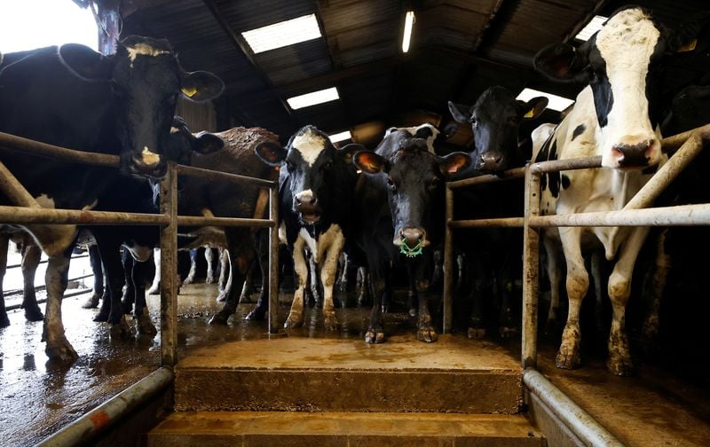 Image for Britain cancels extra border checks for animals ahead of UK-EU deal