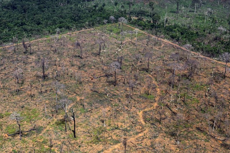 Image for EU countries seek more cuts to deforestation rules, letter shows