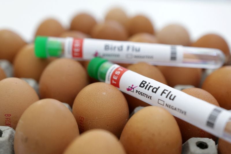 Image for Netherlands to cull 161,000 animals after bird flu detected
