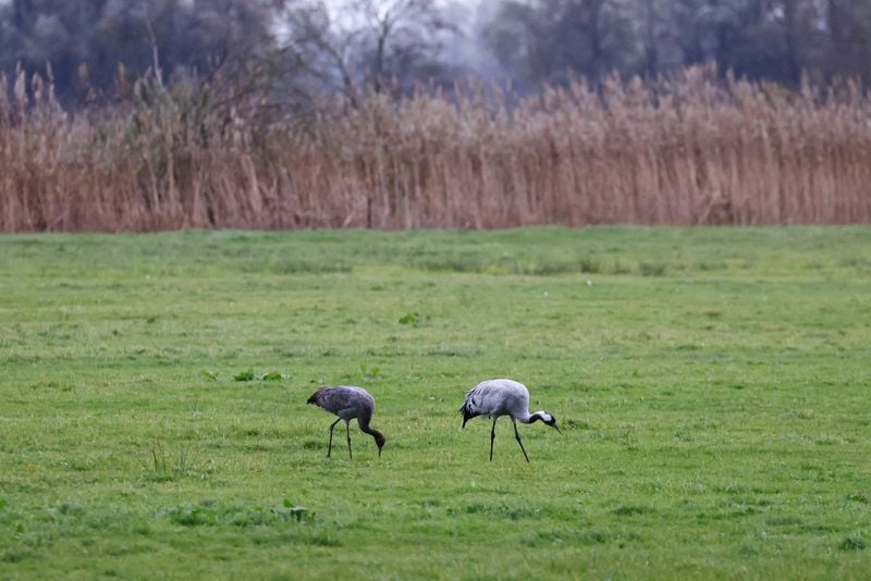 Image for Germany's bird flu cases at three-year high with 'no relief in sight'