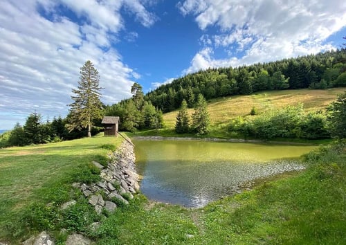 Green Bela, image_3.jpg