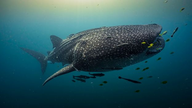 BBC News image for A rare baby sighting could reveal where life begins for world's largest sharks - BBC