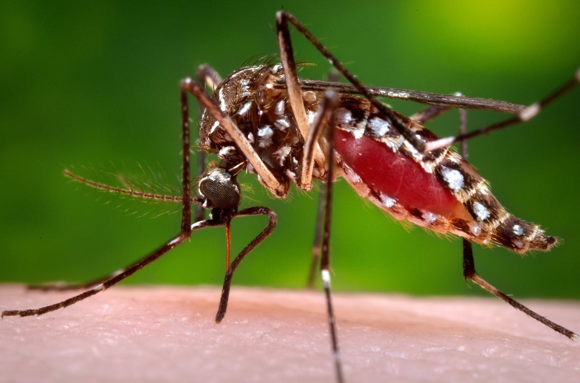 The Washington Post image for Florida counties declare emergency over ‘wildly unusual’ dengue outbreak - washingtonpost.com