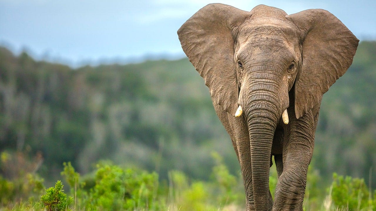 Fox News image for Elephants may have played surprising role in early human survival, study suggests - Fox News