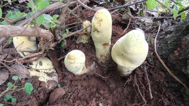 CNN image for Mass extinction event that wiped out the dinosaurs set the stage for the giant fungus D. rex - CNN