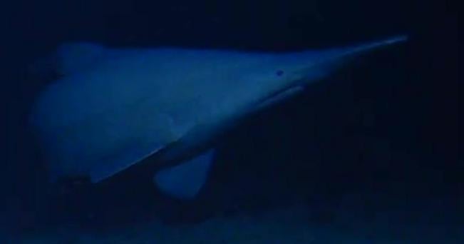 CBS News image for Goblin shark seen alive in natural habitat for the first time: "The most iconic of all the deep-sea sharks" - CBS News