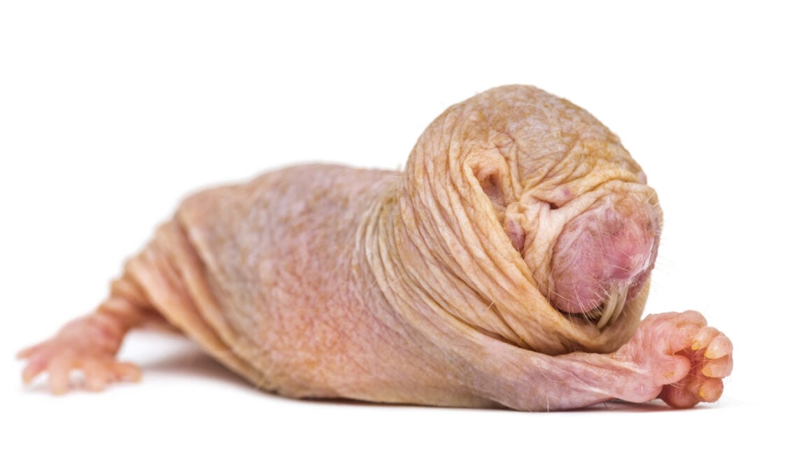 Ars Technica image for Naked mole-rat queens keep their colonies in line with a scent - Ars Technica